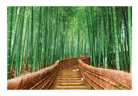Фотообои MATRIX  Flizzetto Тропинка в бамбуковый лес 4*2,7м /f-24212740