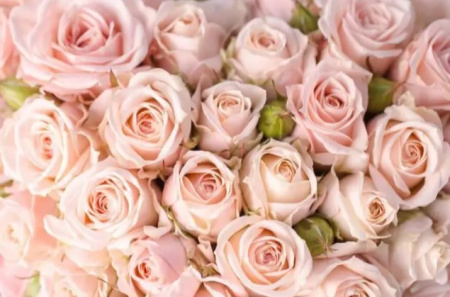 Фотообои MATRIX  Flizzetto Розовые розы 4*2,7м /м-2425454