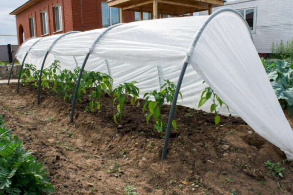 Укрывной материал-60 белый СпанИзол (1600мм) для теплиц и парников, для защиты от заморозков (50м2)