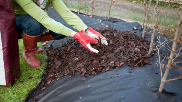 Укрывной материал-60 черный СпанИзол (1600мм) мульчирующий, для защиты от сорняков и замороз (100м2)